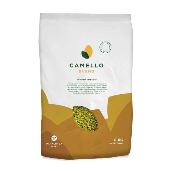CAMELLO Brachiaria Híbrido