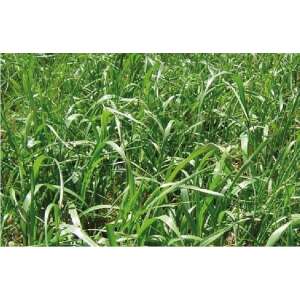Ryegrass Anual Rey Verde - Pasto anual