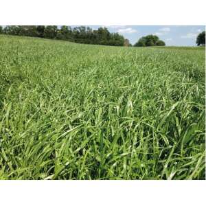 Ryegrass Italiano Tetilia - Pasto anual