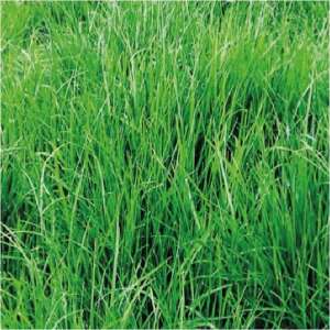 Ryegrass Perenne Arroyo - Pasto Perenne