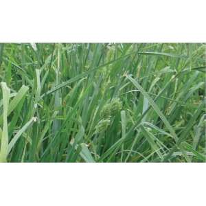 Ryegrass Perene Gigantic