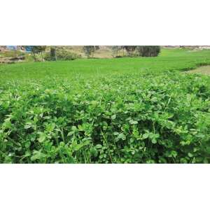 Alfalfa Moapa - Leguminosa forrajera