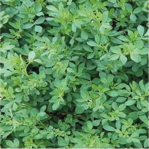 Alfalfa Cuf - Leguminosa forrajera