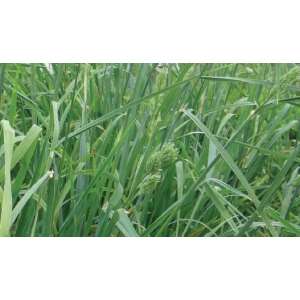 Pasto Azul Potomac - Pasto Perenne