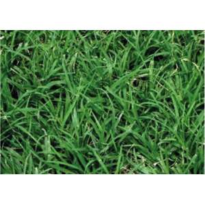 Pasto Bermuda Grass