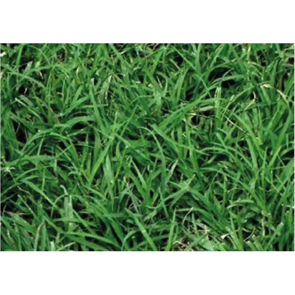 Pasto Bermuda Grass