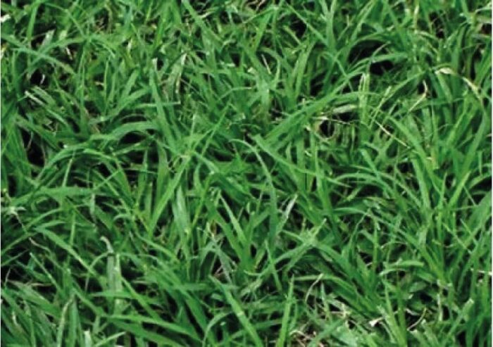 Pasto Bermuda Grass