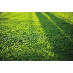 Césped Lawn Grass